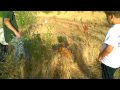 HOW TO TRAIN A HUNTING DOG, DELAYED CHASE HOW TO TRAIN A HUNTING DOG, DELAYED CHASE