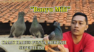 APAKAH MERPATI SEPERTI INI BISA MEMBAWA KEBERUNTUNGAN⁉️ MYTH OR FACT