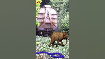Gaint elephant stops the train funny vfx magic video viral #youtube #comedy #shorts