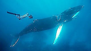 Baleias e Golfinhos Pelos Mares do Mundo [Documentário Completo] Lawrence Whaba