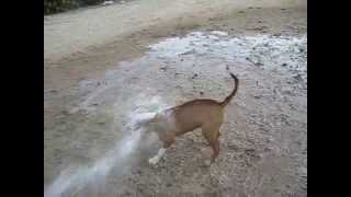 Bull terrier vs. Water Hose