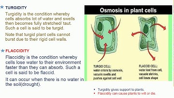 VIDEO ON CELL AND ITS ENVIRONMENT