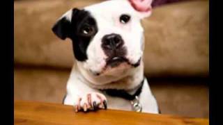 Waterproof Replacement Covers For Your Dog Bed