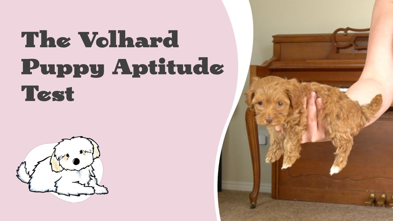 Volhard Puppy Aptitude Test Interpretation