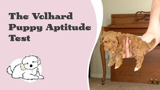 The Volhard Puppy Aptitude Test  Understanding the Test and Report