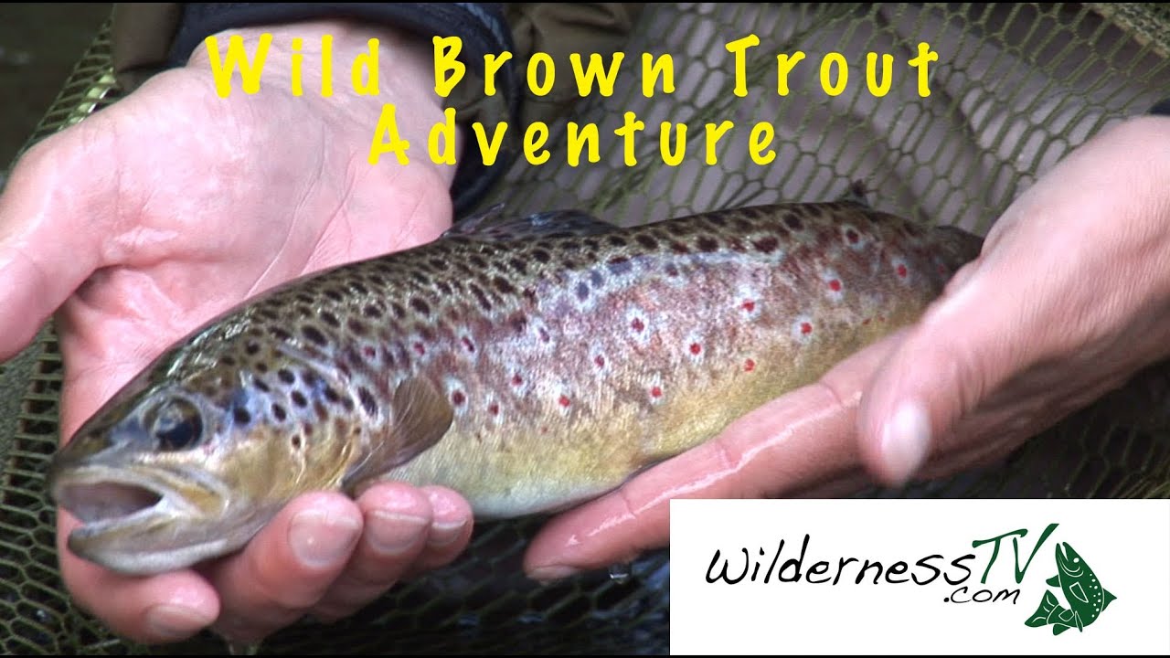 FLY FISHING Small Rivers for Brown Trout YouTube