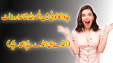 Java Sparrow Colony Breeding Progress updates  in our Shed | Lala Aviary Explorer |02-03-2021|♡