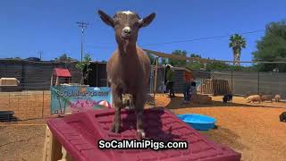 Visit SoCalMiniPigs.com in Southern California