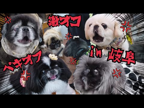 【ガウガウ大会開催】ペキオフin岐阜