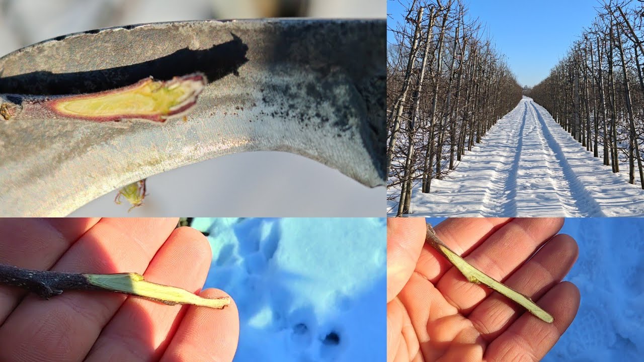 Z Sadu 01-02-2026 Zima nie odpuszcza, Czy są już widoczne uszkodzenia po mrozach? #sadownictwo #sad