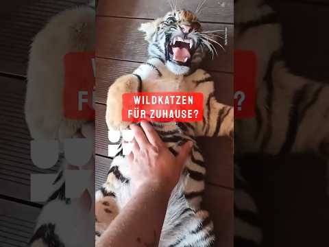 King Simba: Ein Löwe als Kuscheltier? #shorts #funk