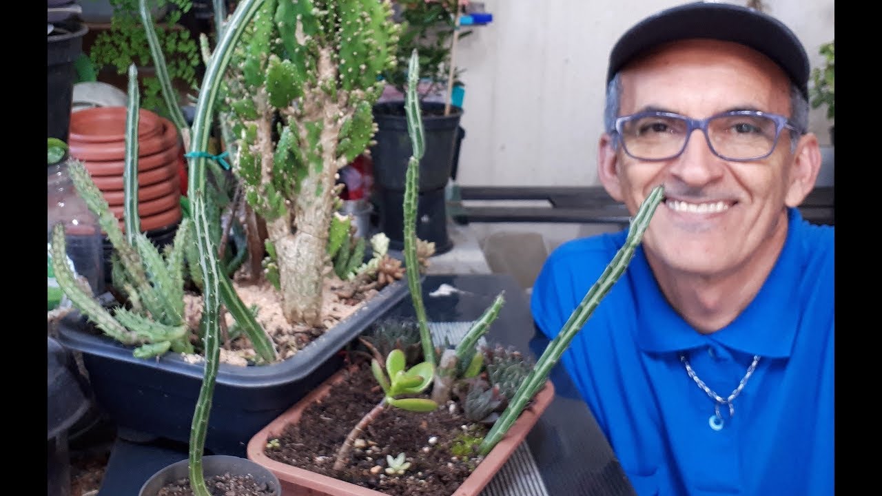 SENECIO STAPELIIFORMIS  GREGORII - 