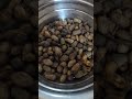 today snacks are groundnuts🥜🥜🥜