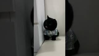 fluffy black ball of fur