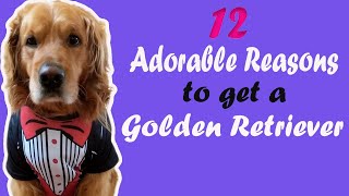 Reasons to love Golden Retriever | Ft. Happy