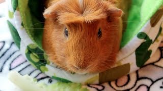 New Foster Piggy and Upcoming Videos