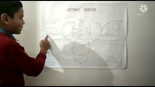 Poster presentation by Shourya Pal | Class-5 | Parts of the Urinary system |
