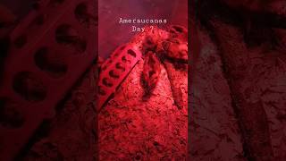 One week old Ameraucanas! Yay!