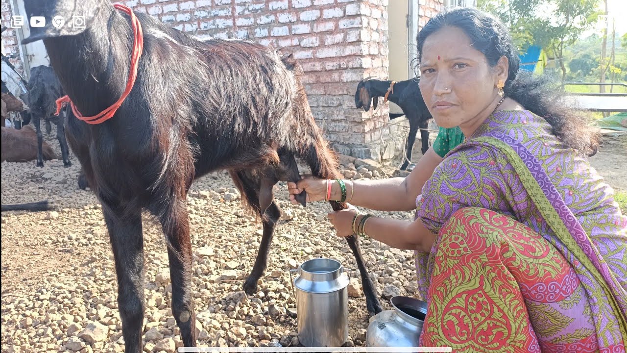 goats prepare milk milking by hand YouTube