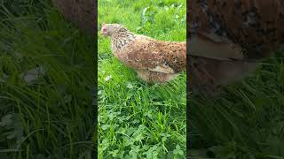 Swedish Flower Hens foraging in the orchard