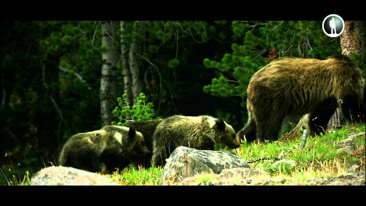 Как устроена природа. Леса - YouTube