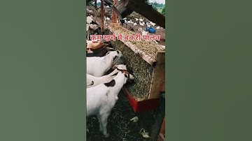 simple hay feeder on our goats farm to reduce wastage of feeds