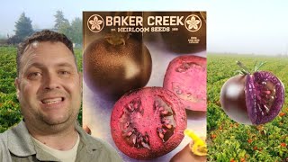 Purple Tomato GMO should we GROW? by Smoky Mountain Homestead 103 views 1 month ago 6 minutes, 47 seconds