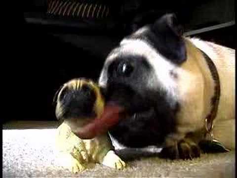pug bobblehead max and the bobblehead pug bobblehead max and the bobblehead