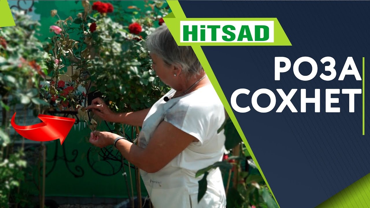 Почему Сохнет РОЗА 🌹Чем Болеют Розы 🌹 Советы От Хитсад ТВ дачные советы