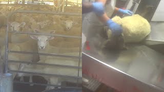 This Is How Sheep Are Retired In The Wool Industry