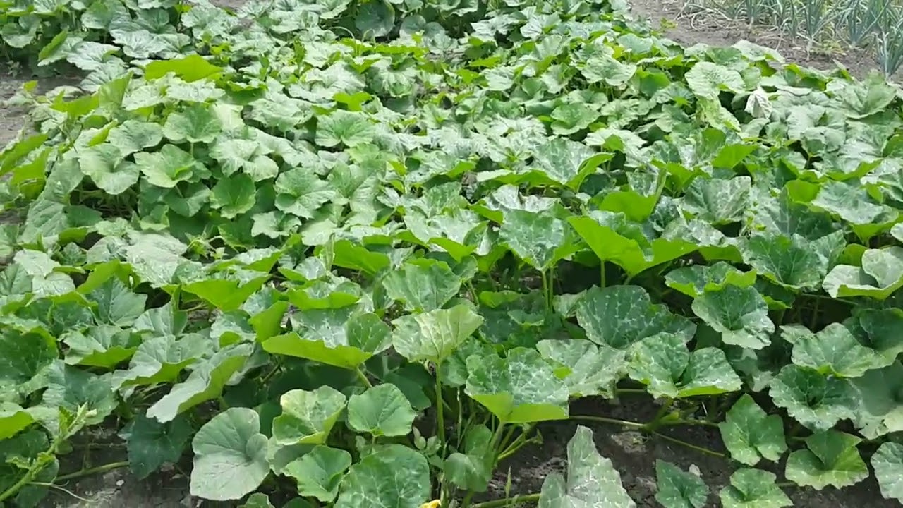 Архивное видио мой огород. 