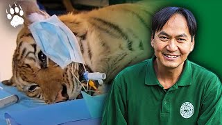 Tigresse en détresse - Opération d'urgence à Sumatra - Documentaire animalier - AMP