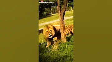 أسد يقتل نمر 