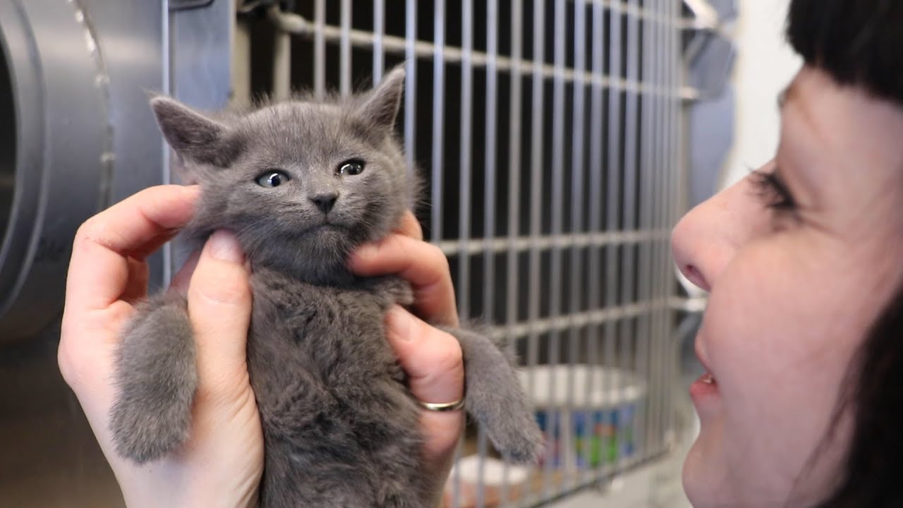 Fostering in Quarantine: Animal Shelters Feverishly Free Up Space During COVID-19 Crisis