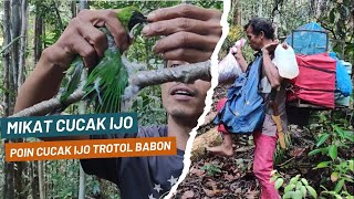 5 HARI DALAM HUTAN MIKAT CUCAK IJO POIN BERTUBI-TUBI DAPAT TROTOL SUPER BABON