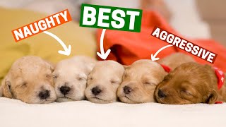 How to select the Best Puppy from the Litter?