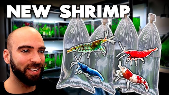 SHRIMP DRIP!!! Made this little shrimp for my brother in law for