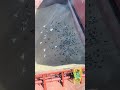 Birds and birds and birds