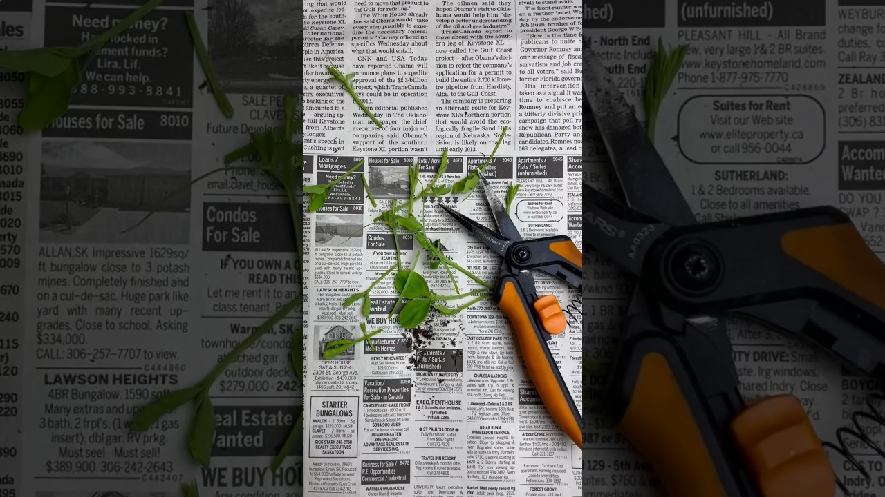 How to pinch sweet peas for better growth 