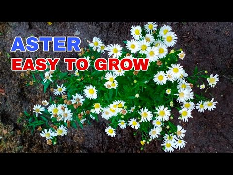 Video: Heath Aster: Mẹo Trồng hoa White Aster trong vườn