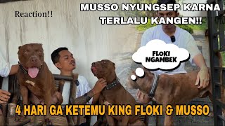 REAKSI KING FLOKI DAN MUSSO GAK KETEMU 4 HARI ‼