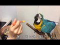 ルリコンゴウインコの成長日記④