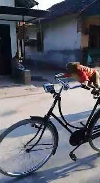 Video lucu monyet naik sepeda