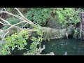 River Lea and fallen Tree