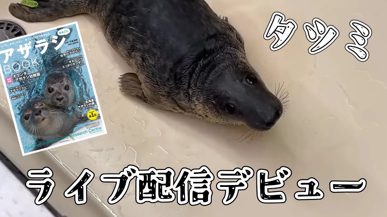 温泉アザラシオーダーページ アザまる本の出版社 投票でお名前決定 タツミのライブ配信デビュー