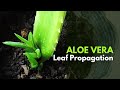 Is It Possible To Propagate Aloe Vera From A Leaf?