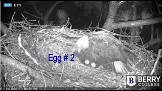 Berry College Eagles~ **Mom Just Laid Egg #2**Labor Sounds_1.14.20