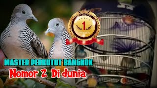 Master Perkutut Bangkok Juara Dunia