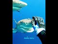 கடலில் நீடித்த ஒரு சுறா-மனிதன் நட்பு🦈❤️‍🩹 #shorts