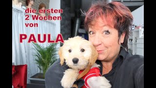 Paula - ein Goldendoodle Welpe - so waren die ersten 2 Wochen